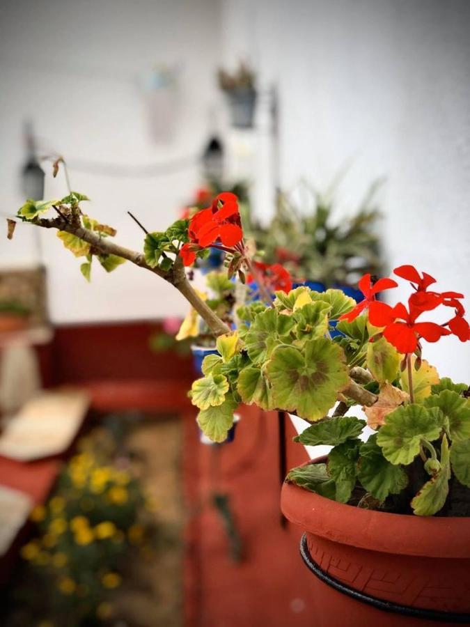 La Jara Casa Rural ξενώνας Hinojosa del Duque Εξωτερικό φωτογραφία